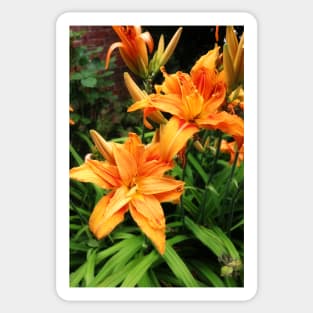 Orange daylily Sticker